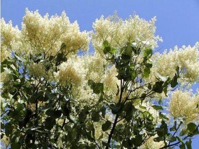 暴馬丁香幾月份開花，幾月份結(jié)果 ？