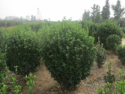 大葉黃楊的風(fēng)水寓意是什么 ？
