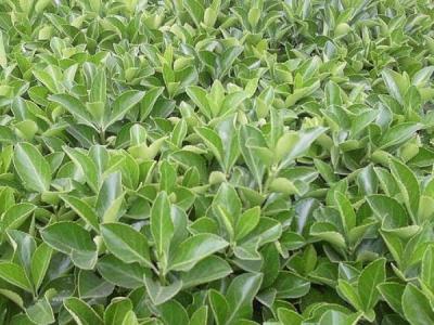 為什么自己家里并不推薦大家種植大葉黃楊 ？