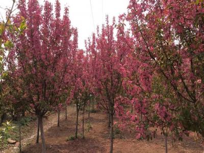 冬紅果海棠的種植需要注意些什么 ？