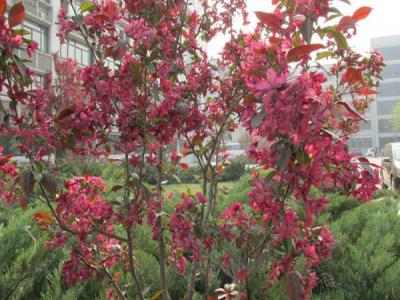 紅寶石海棠什么時(shí)候開花，什么時(shí)候結(jié)果?