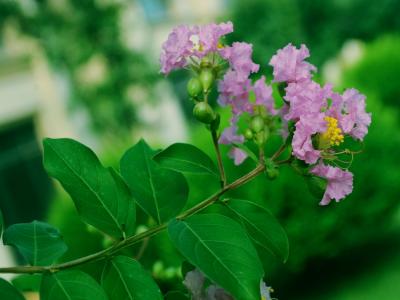 紫薇的觀賞價值如何體現(xiàn)，應(yīng)該如何搭配種植 ？