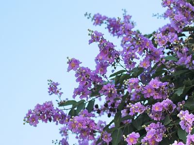 怎么樣才能夠養(yǎng)好紫薇 ？
