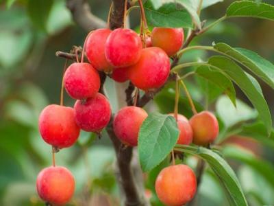 冬紅果海棠適合在南方種植還是北方種植 ？