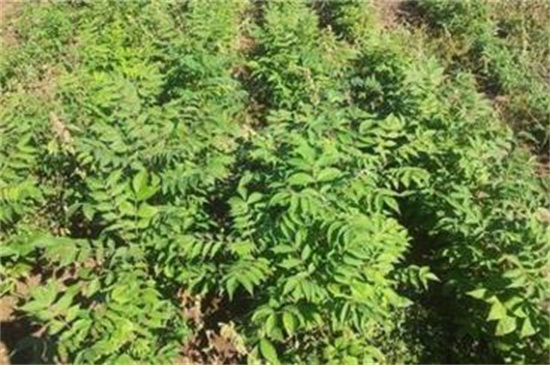 皂角種子怎么種，浸種催芽后進(jìn)行播種