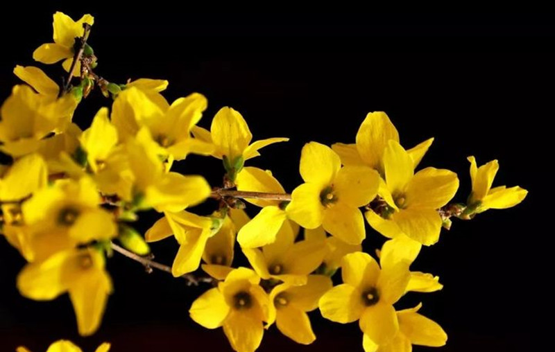 迎春花和連翹花有什么區(qū)別？
