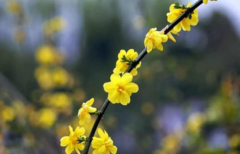 迎春花和連翹花有什么區(qū)別？