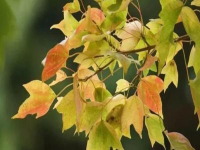三角楓、五角楓、紅楓、羽毛楓的區(qū)別
