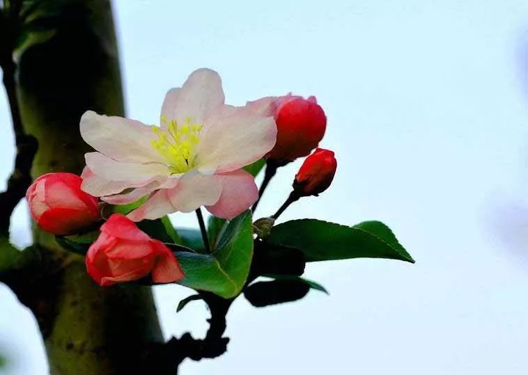 八棱海棠的果實(shí)能不能吃,八棱海棠的果實(shí)能吃嗎？