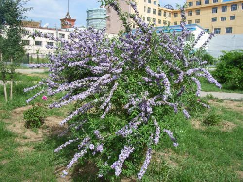 醉魚草花期是幾月，花期有多長