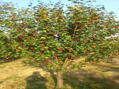八棱海棠花期多久，幾月份開(kāi)花