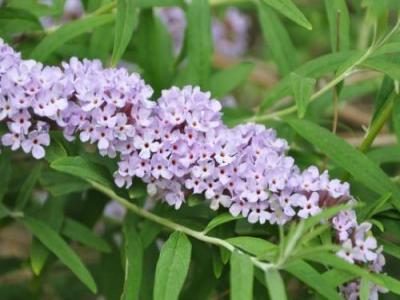 醉魚草花期是幾月，花期有多長
