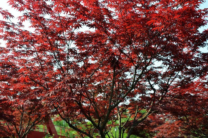 紅楓
