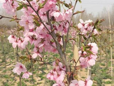 櫻花樹(shù)苗多少年才能長(zhǎng)成大樹(shù)？