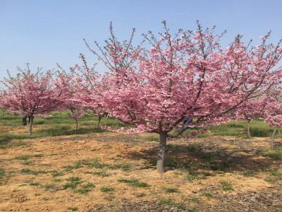 櫻花樹苗幾年才能開花？花期在什么時(shí)候？