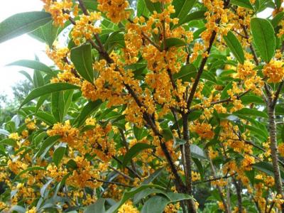 桂花樹(shù)苗是怎么培育出來(lái)的？