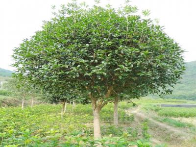 桂花樹用什么肥料最好？