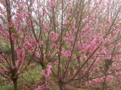 青葉碧桃開什么花？什么時(shí)候開花？