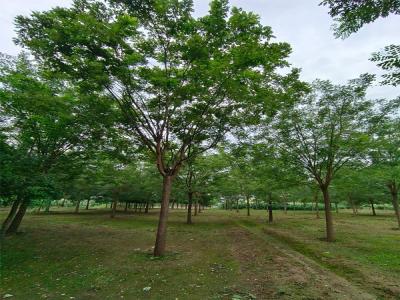 國槐樹種植：生態(tài)與經(jīng)濟(jì)效益的雙贏選擇