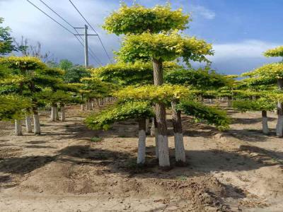 種植造型金葉榆，提升城市綠化品質_提供免費苗木報價